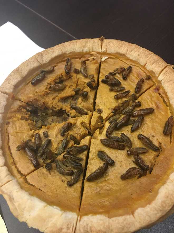 WDSU's Aubry Killion tastes Audubon Institute's cricket pumpkin pie