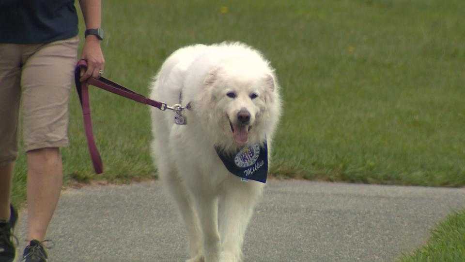 Crisis Response Canines responds to Baltimore mass shooting