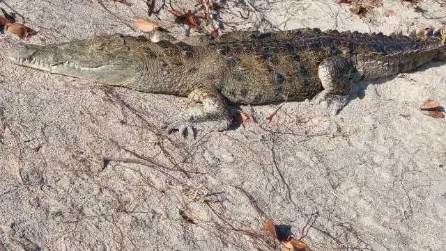 American crocodile spotted at Brevard County beach