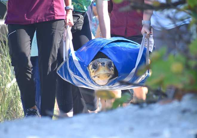 sea turtle release