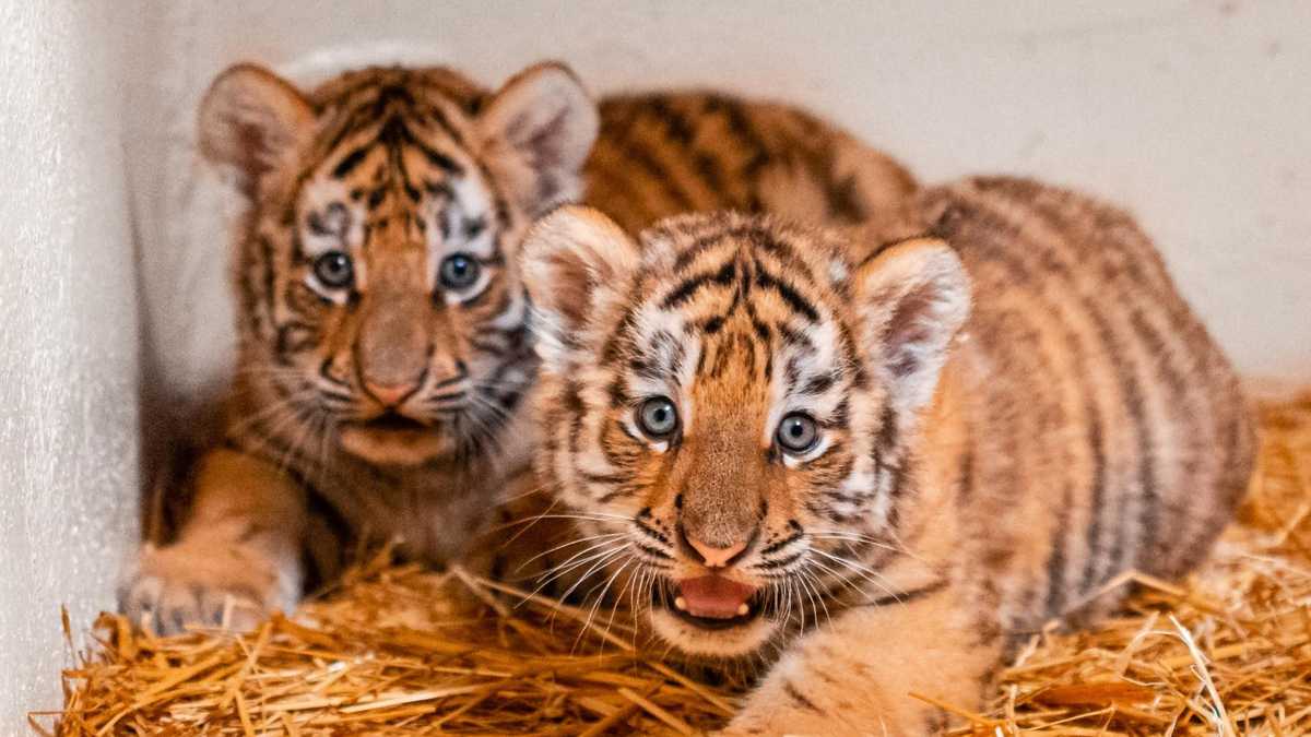 Ohio zoo announces birth of two tiger cubs