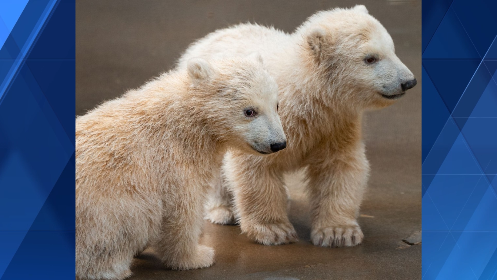 endangered species baby polar bear