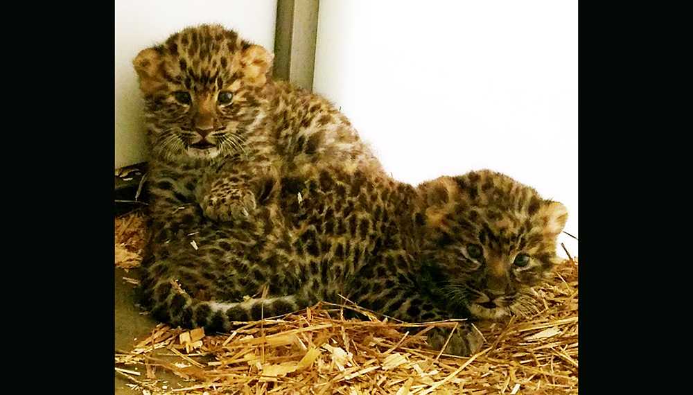 Baby leopards arrive at Greenville Zoo