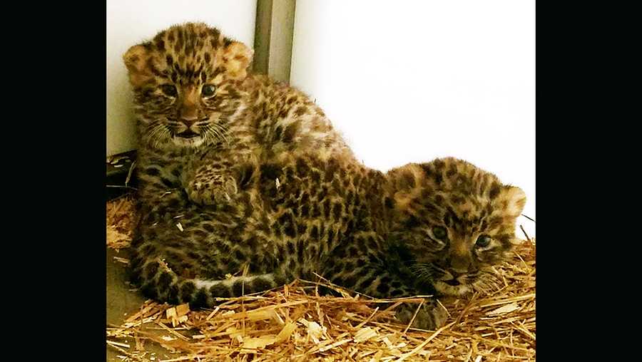 Baby leopards arrive at Greenville Zoo