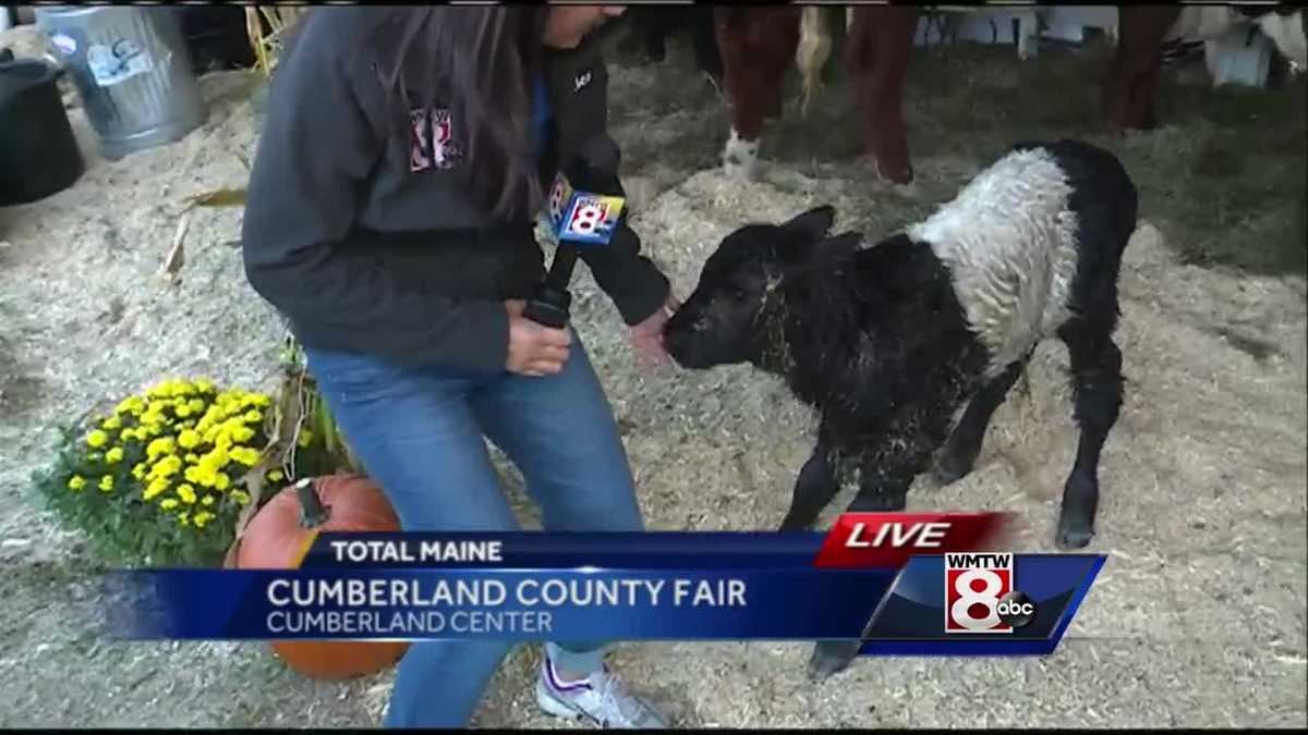 151st Cumberland County Fair in full swing