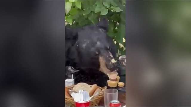 VIDEO: Unexpected bear shows up at 2-year-old's birthday party - Vimarsana News