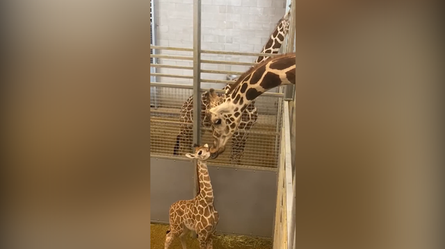 WATCH: Oklahoma zoo's newborn giraffe shares adorable moment with dad - Vimarsana News