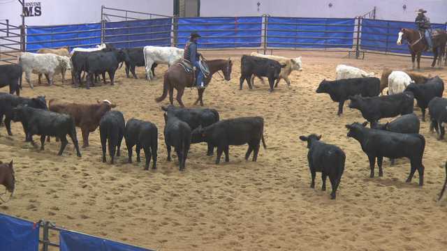 The Dixie national horse cutting show kicked off today - Vimarsana News