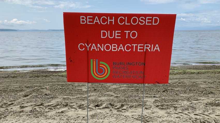 Cyanobacteria safety: What to expect, how to report blooms, and how to stay safe