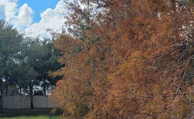 tree that has changed color in the wake of hurricane milton