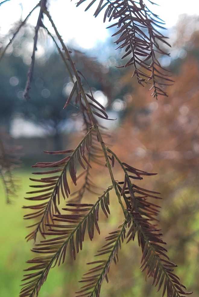 ﻿tree turning brown in the wake of hurricane ﻿milton
