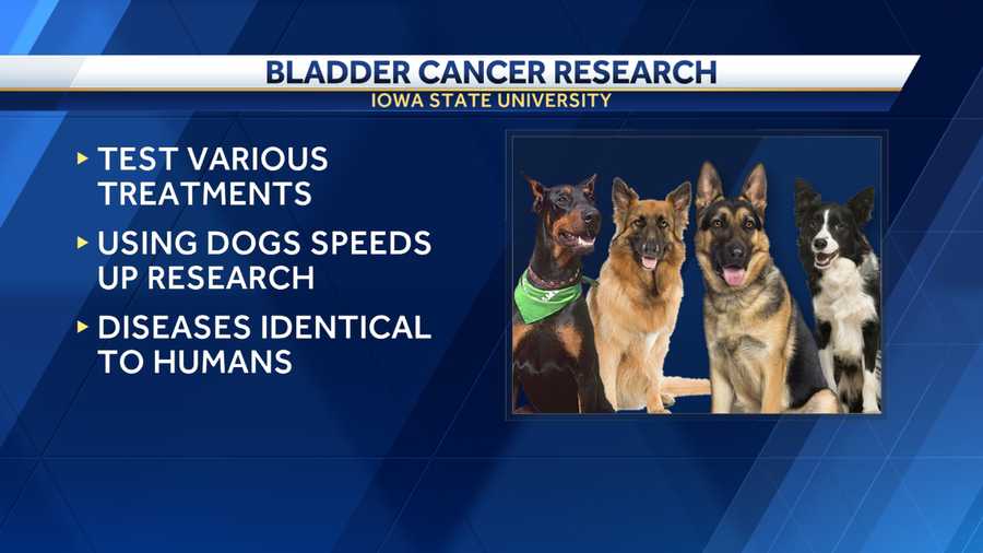 dogs help isu researchers to study bladder cancer