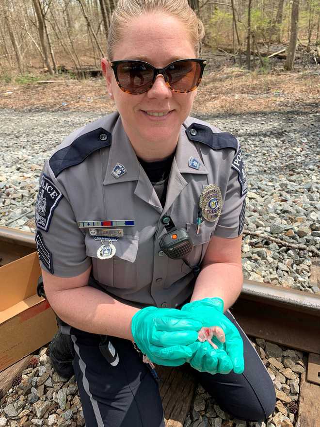 Baby opossums saved by APD officers after mom hit by train