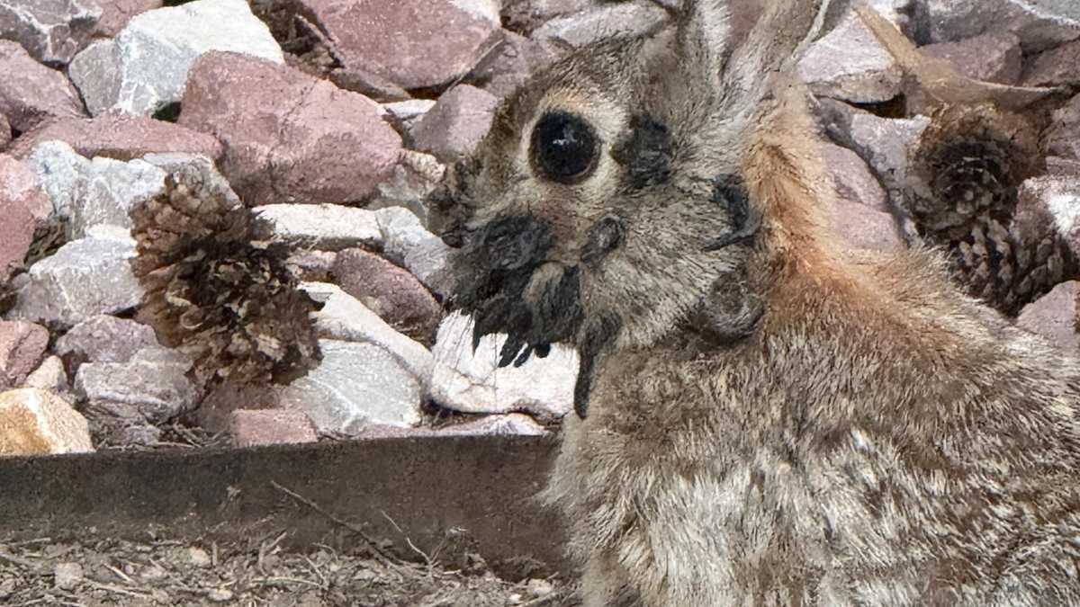 Rabbits with 'tentacles' or 'horns' growing from their heads spotted