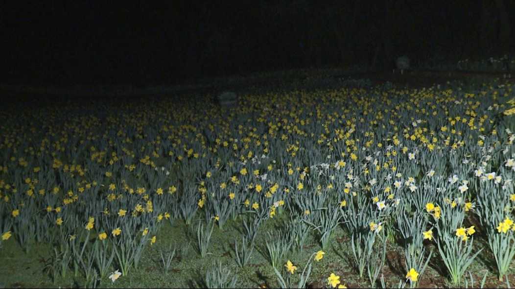 Daffodil Hill opens this weekend; here's what you need to know