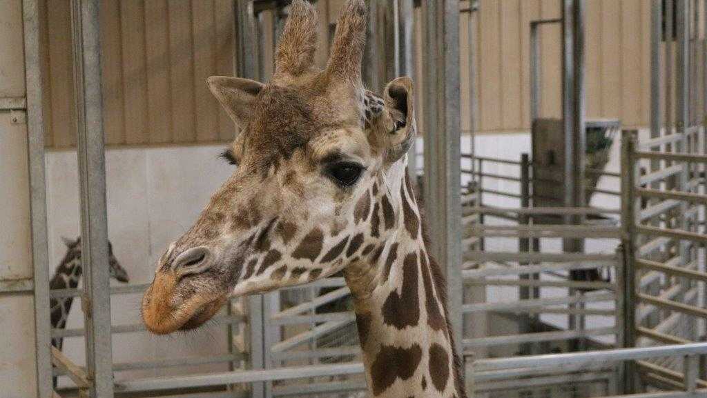 Omaha zoo: Oldest giraffe to ever live at Henry Doorly Zoo died Wednesday