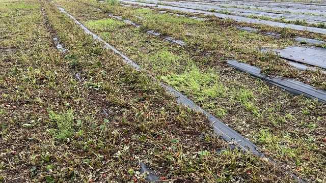 "Pretty much all got mowed down": Iowa farm grapples with hail storm damage - Vimarsana News