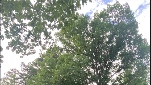 A new insect in North Carolina poses significant risk to elm trees - Vimarsana News