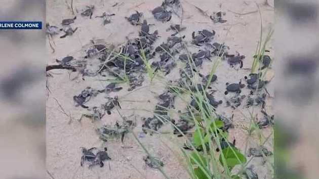 Volusia County sees strong sea turtle nesting season - Vimarsana News