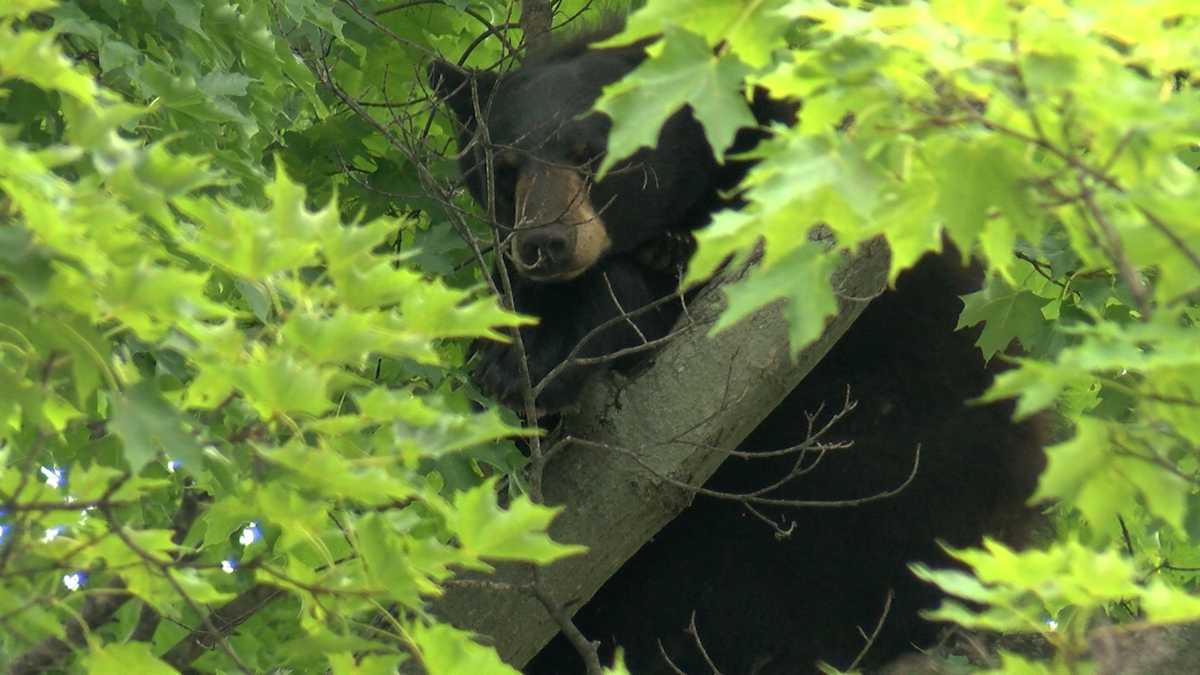 Vermont warden: Bear killed by homeowner with crossbow