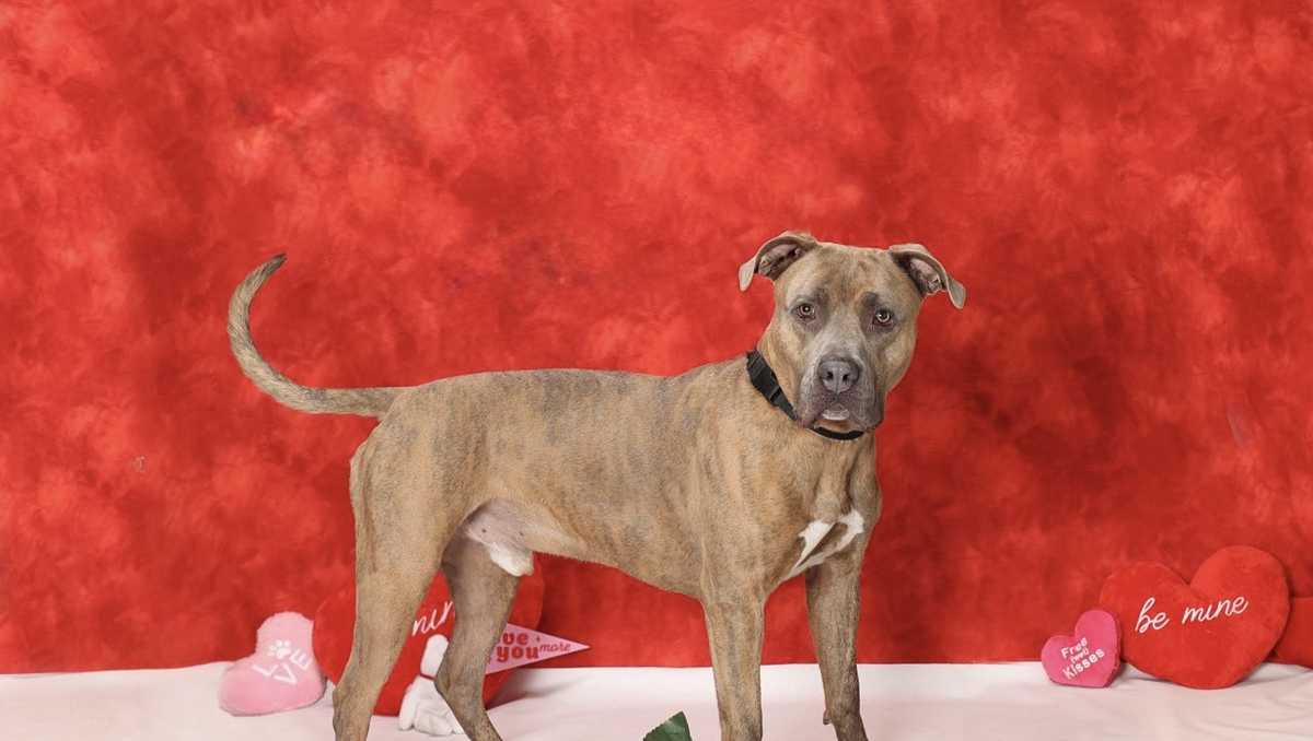 Big, goofy boy: Meet Dasher, the Nebraska Humane Society's pet of the week