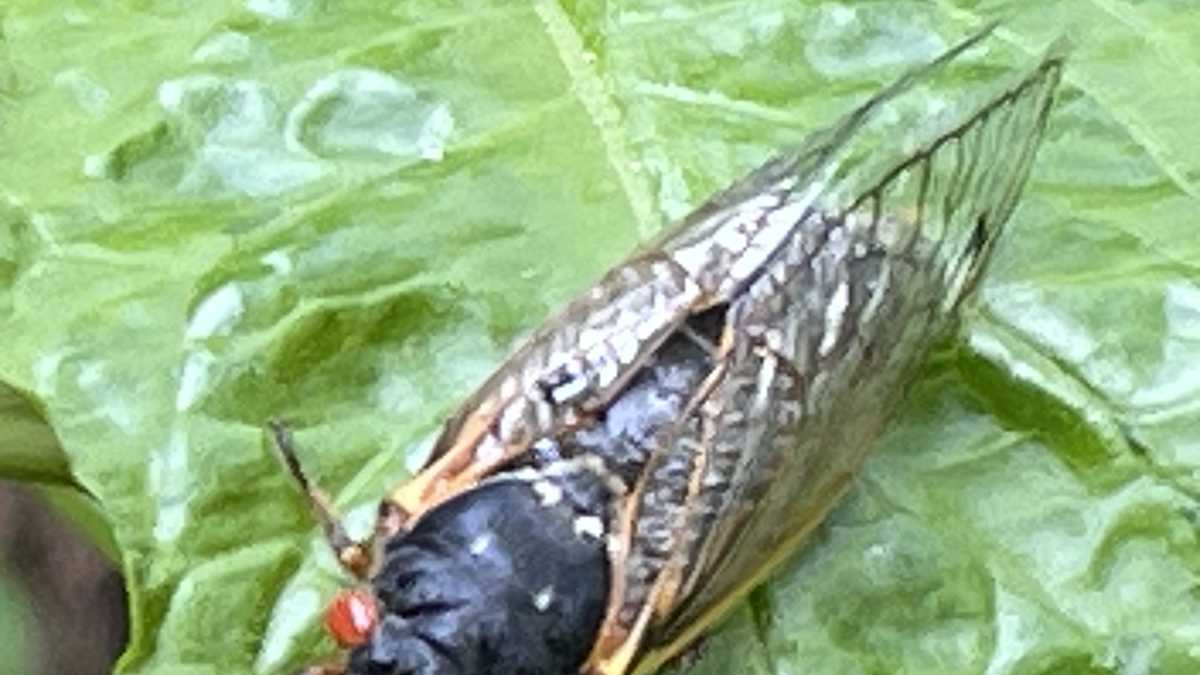 Photos: See the Brood X Cicadas emerging in Maryland