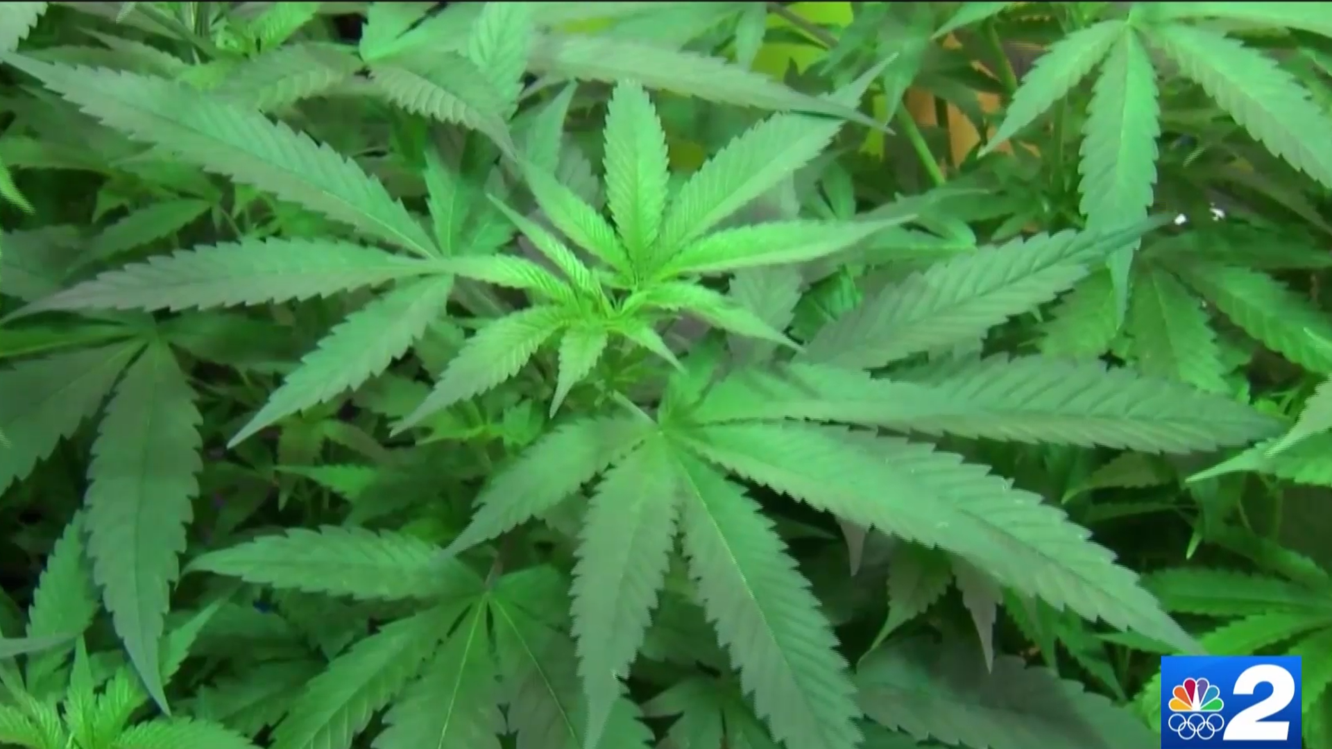 Potential relief for local businesses as Florida nears marijuana legalization vote - Vimarsana News