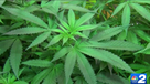  Florida nears marijuana legalization vote