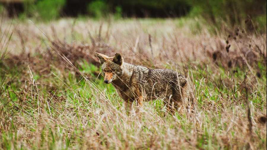 FILE -- Coyote in the Santa Cruz Mountains
