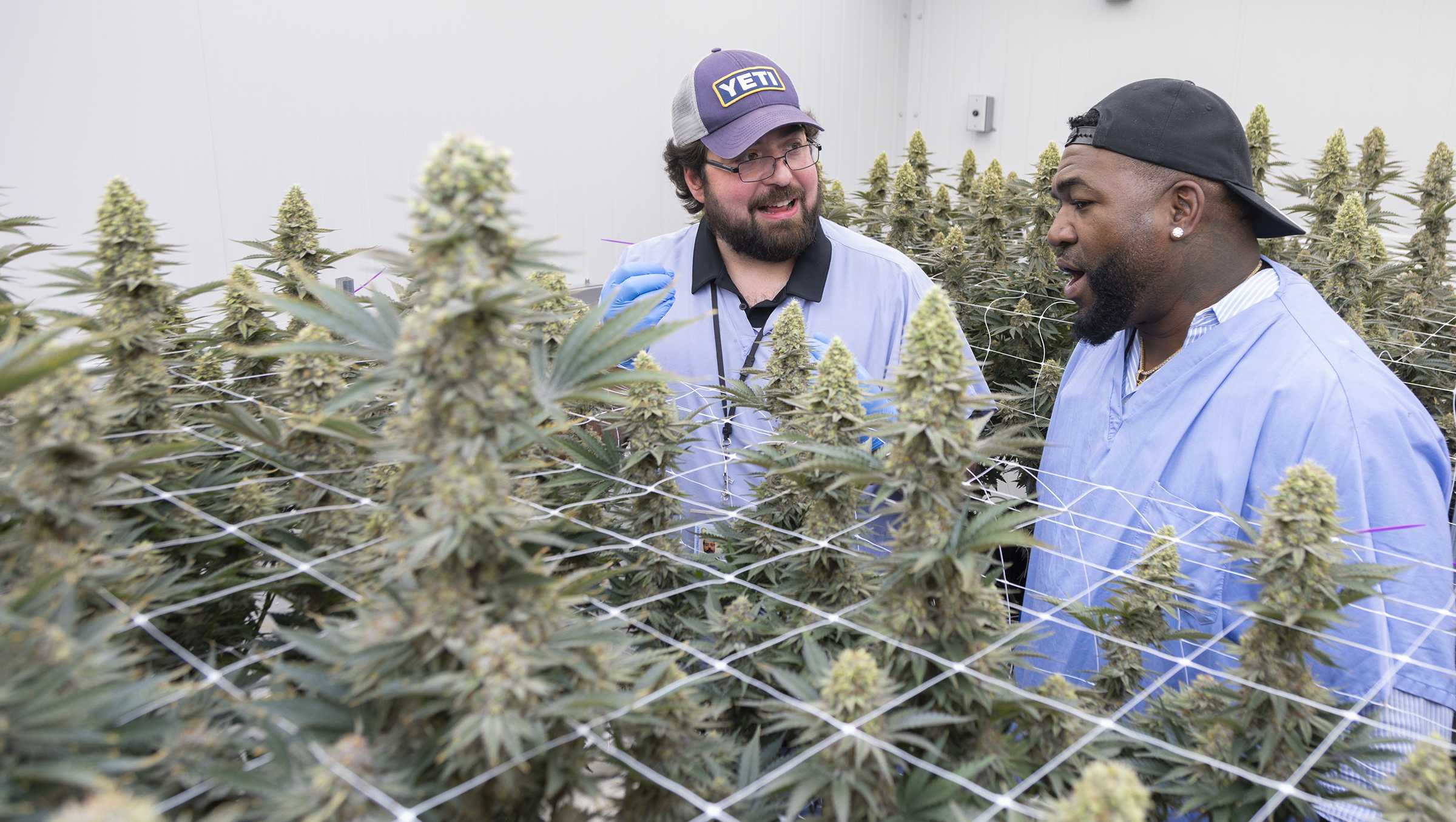 David Ortiz launches line of cannabis products - Vimarsana News