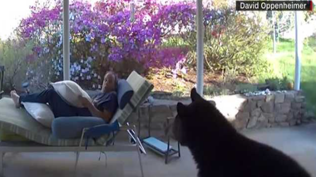 North Carolina: Asheville man comes face-to-face with bear in his backyard! Check out the video! - Vimarsana News