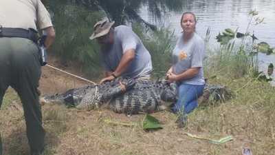 Body of woman killed by alligator found