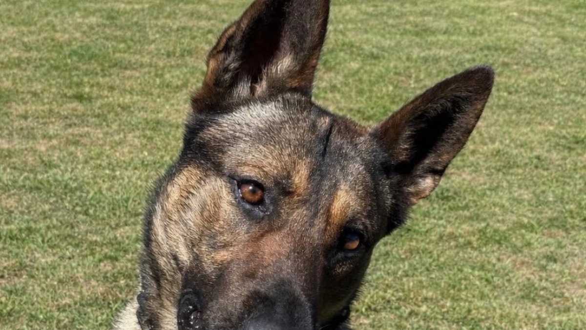 Troop NOLA credits K9 for arrests linked to several major New Orleans investigations