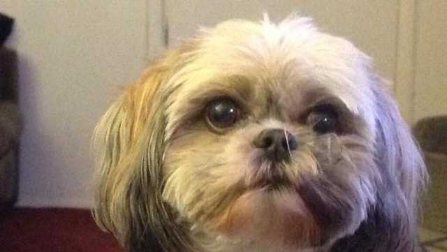 Stolen Shih Tzu Named Blanket Returned To Owner