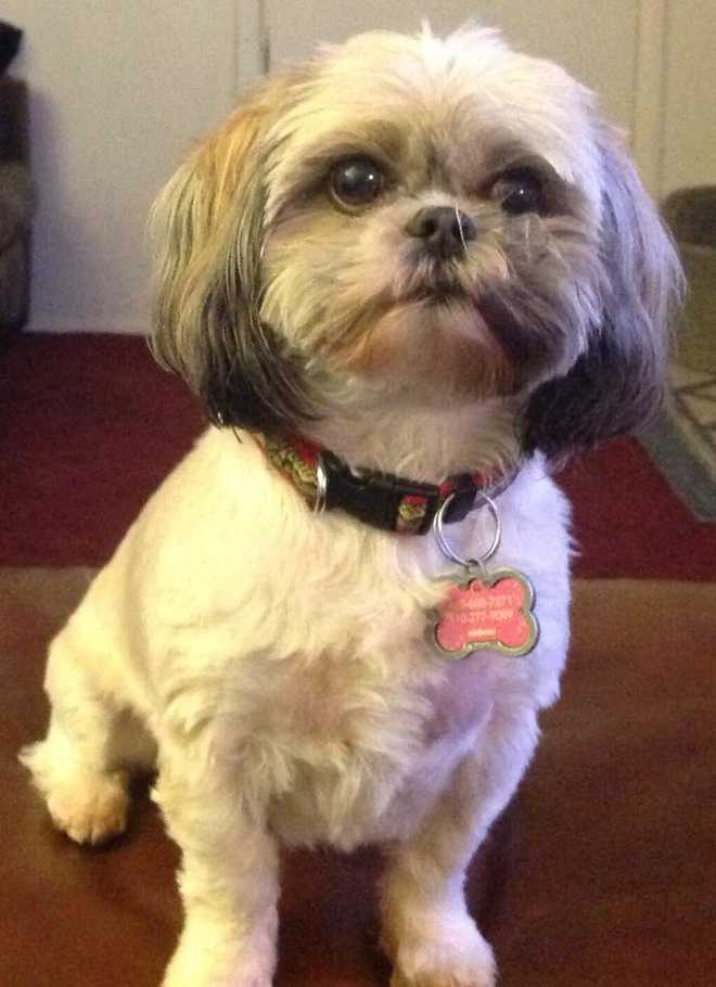 Stolen Shih Tzu named Blanket returned to owner