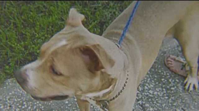 FL bill aims to create 'dangerous dogs' registry, prevent attacks - Vimarsana News