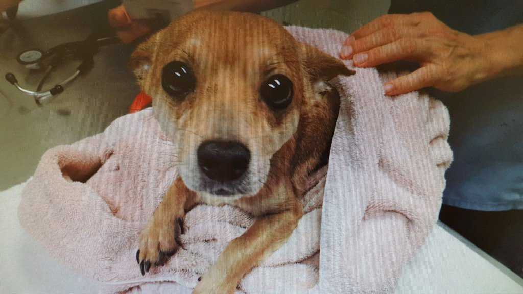 Woman arrested after 2 dead dogs, 10 sick pets found in Belleview home