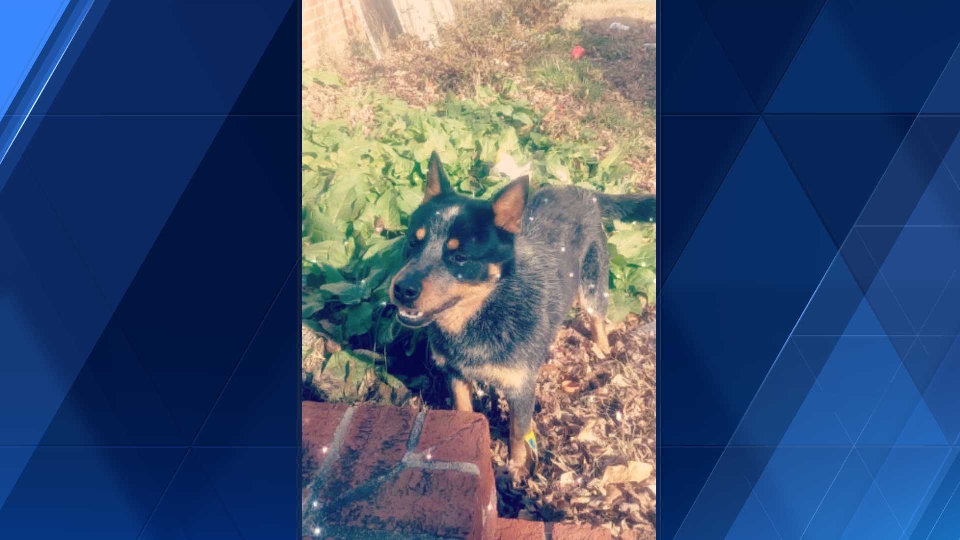 if dogs could talk casey