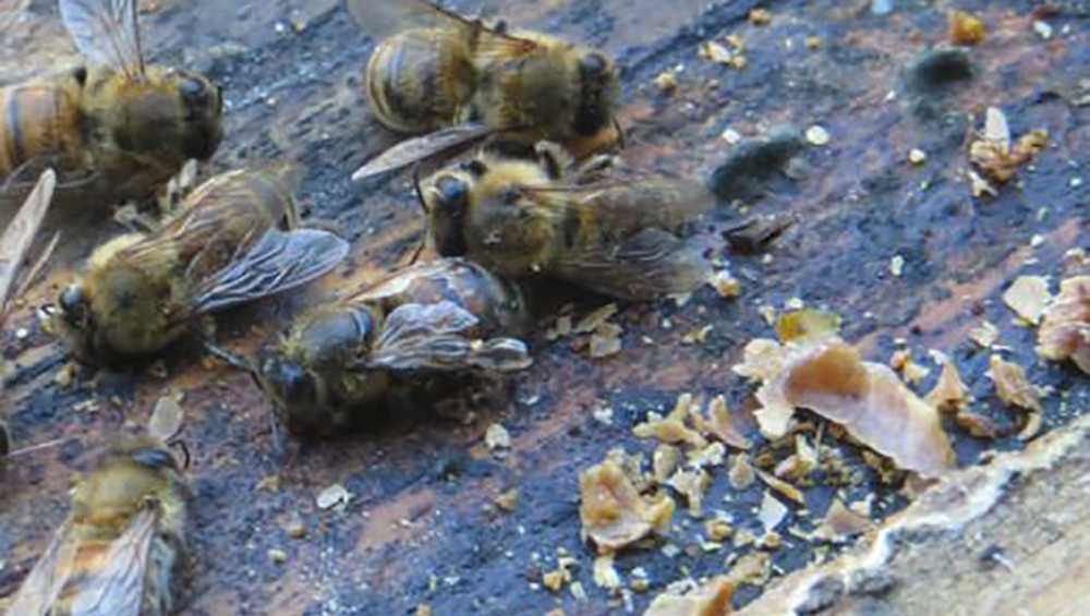 Half million bees found dead after footprints left in snow, hives damaged, beekeepers say
