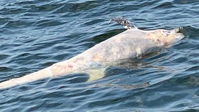 Photos show deceased dolphin found in Baltimore harbor