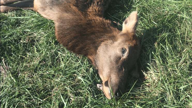 Dead elk