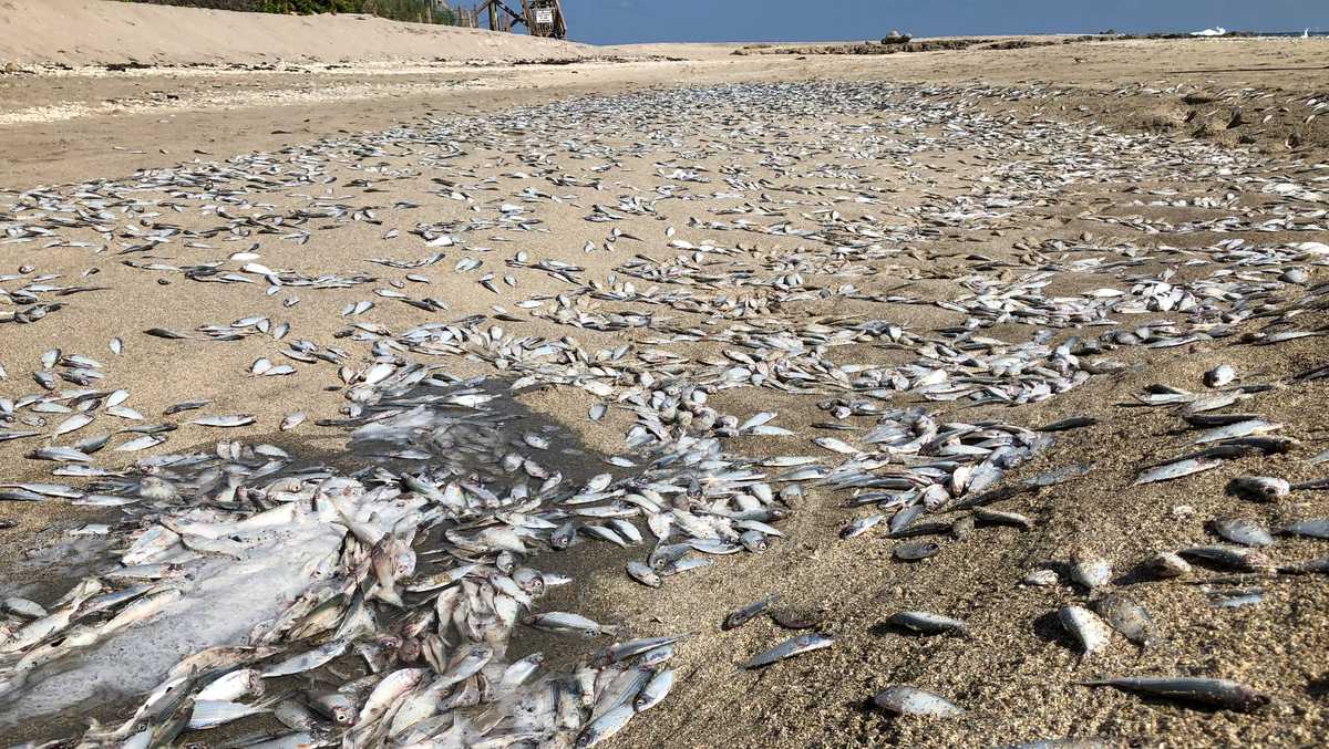 Hundreds of dead fish wash ashore at Bathtub Beach