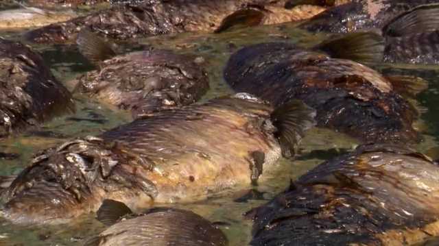 Hundreds of dead fish stink up Stockton neighborhoods - Vimarsana News