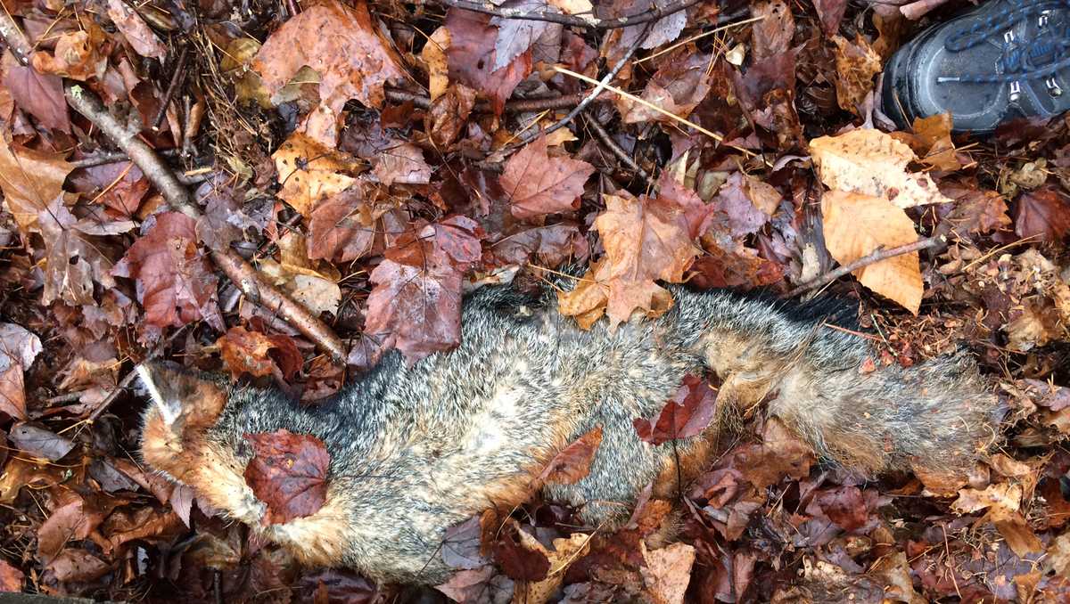 State officials warn of gray foxes with canine distemper