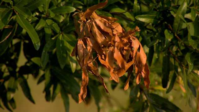 Branches and Leaves Brown HTV