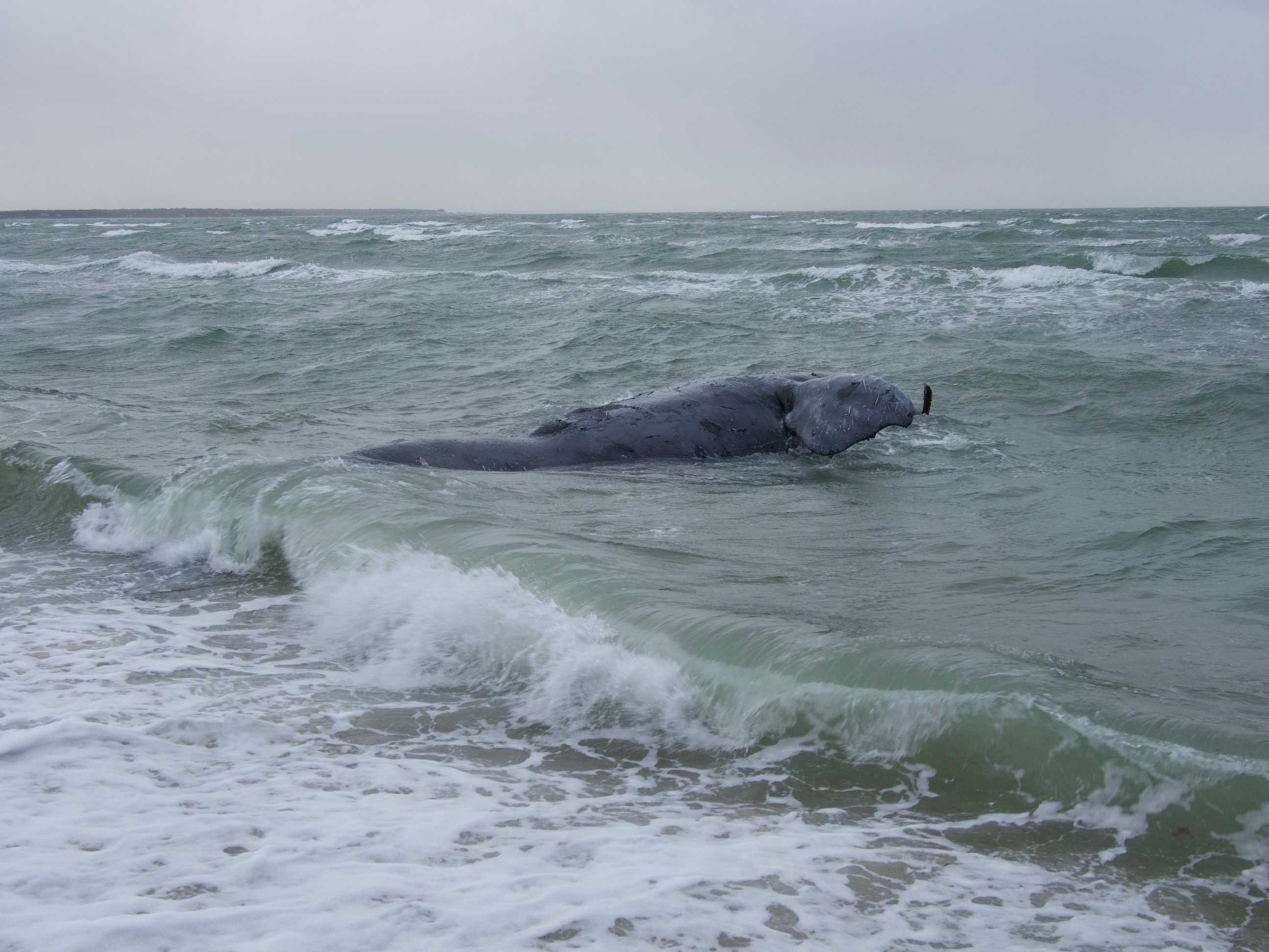 Whale Found Dead Off New England Entangled In Maine Fishing Rope