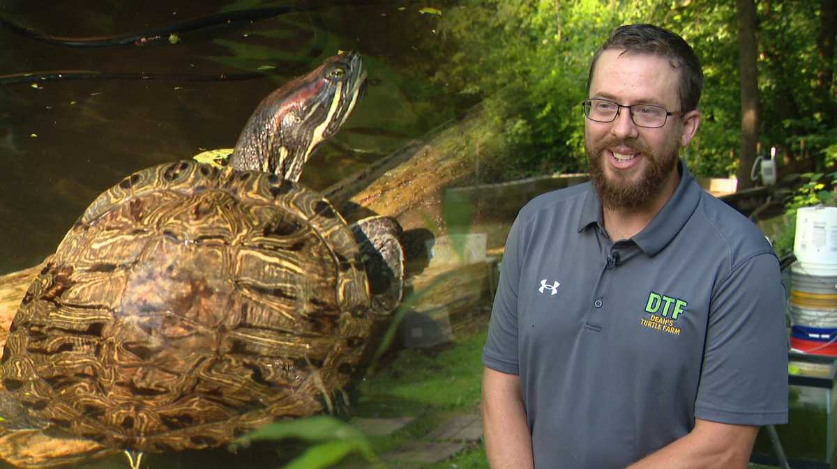 Turtle Farn Unique turtle farm offers sanctuary for shelled reptiles