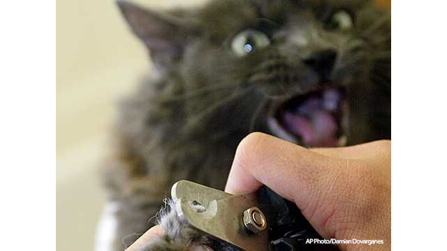 To Declaw Cats Or Not This State Could Be First With Ban 
