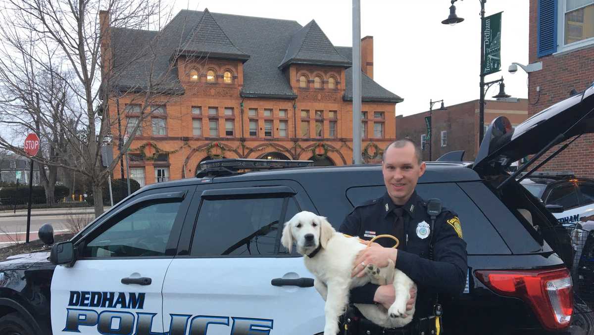 Adorable photos show Dedham police dog's first day on the job