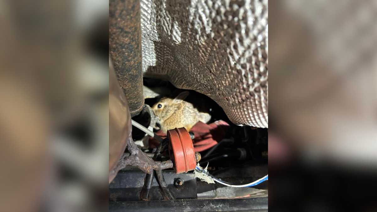 Engine Rabbit Eyelet Strength Mechanic finds rabbit hiding inside Dedham car engine